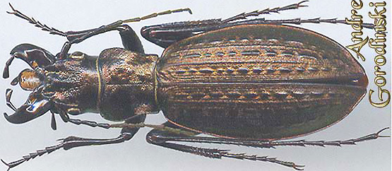 http://www.gorodinski.ru/carabus/Pseudocranion taibaishanicus s.str..jpg